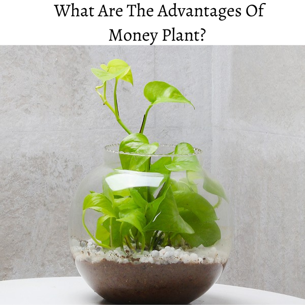 What Are The Advantages Of Money Plant