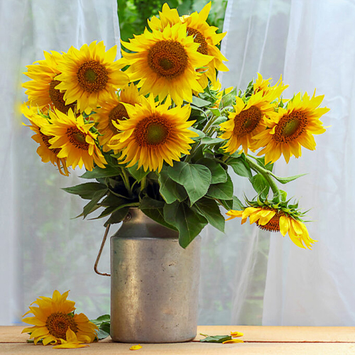 List Of Top 8 Premium Flowers You Can Easily Afford | Blog - MyFlowerTree