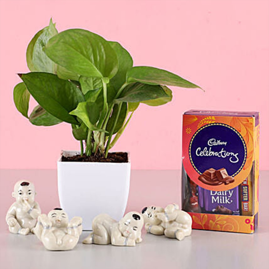 Money Plant & Laughing Buddha With Cadbury Celebrations