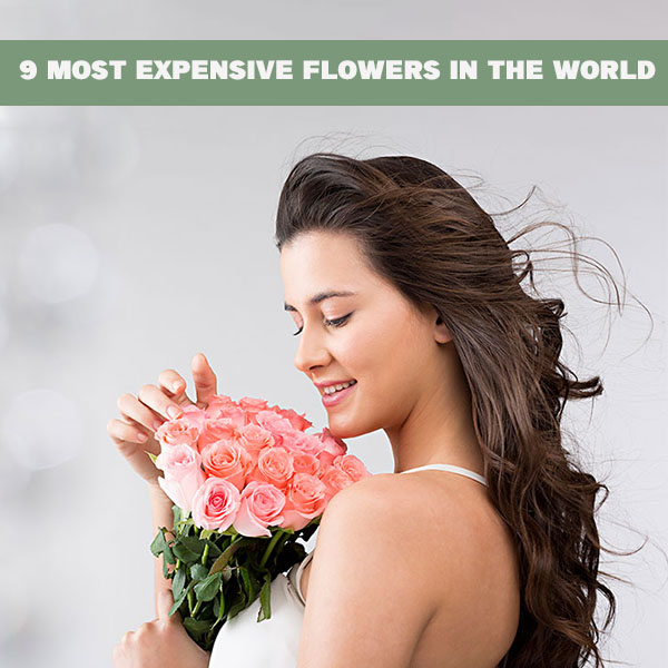 9 Most Expensive Flowers in The World