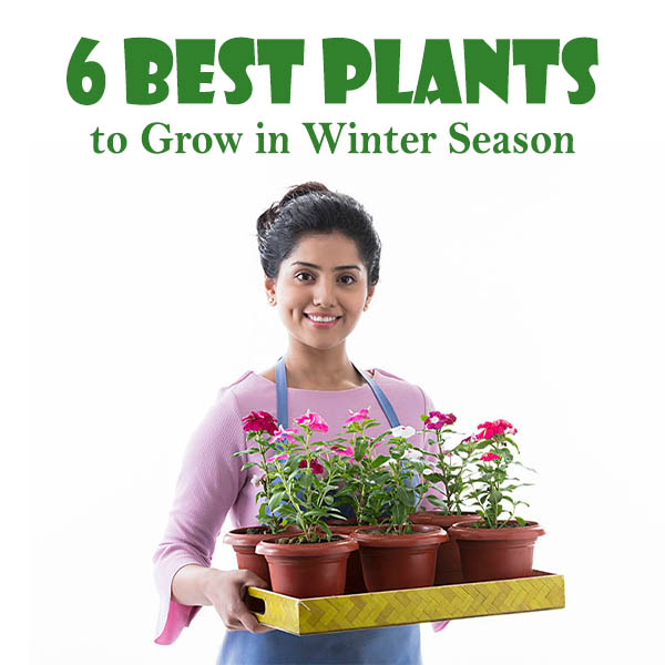 to Grow in Winter Season feature image