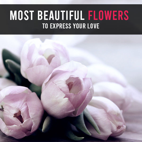 Most Beautiful Flowers to Express Your Love