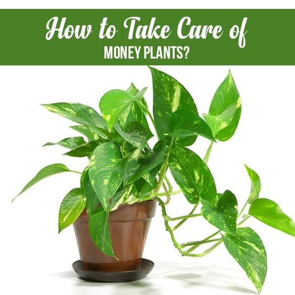 Money-Plants