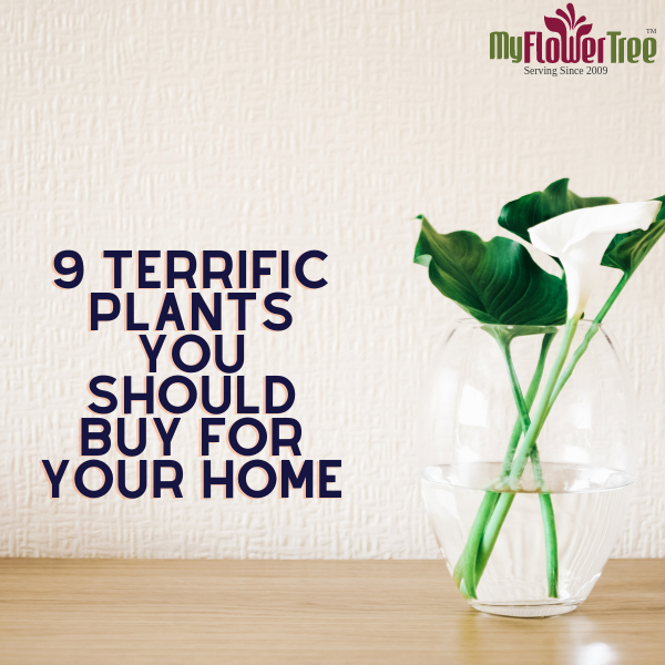 9 Terrific Plants You Should Buy For Your Home (1)