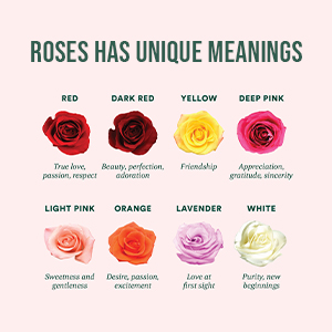 5 Most Interesting Facts About Roses - octopussgardencafe