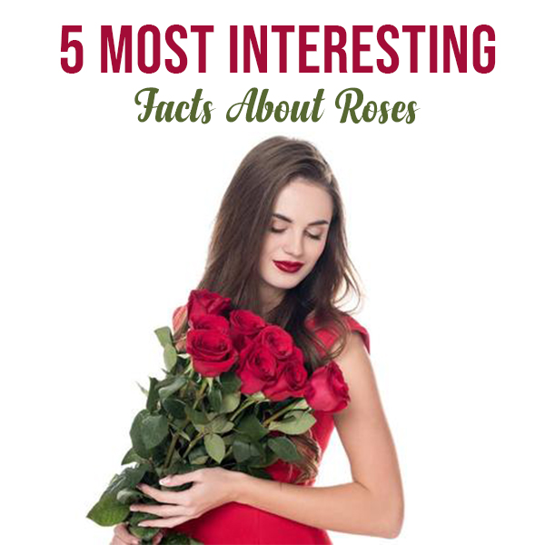 5-Most-Interesting-Facts-About-Roses