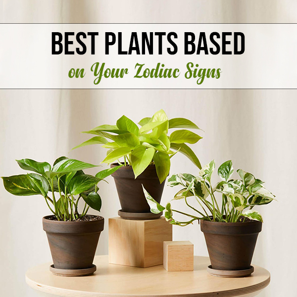 Best-Plants-Based-on-Your-Zodiac-Signs