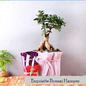 Exquisite Bonsai Hamper 1