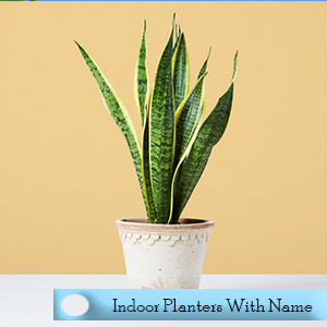 Indoor Planters With Name