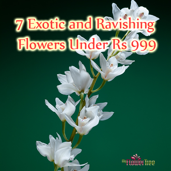 7 Exotic and Ravishing Flowers Under Rs 999