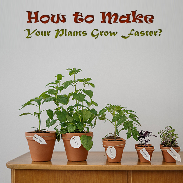 How to Make Your Plants Grow Faster