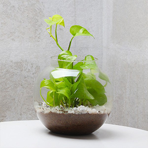 Indoor-Money-Plants