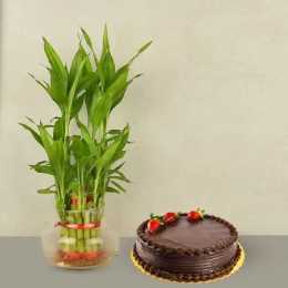 Cake N Plants