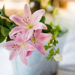 Online Flower Delivery  Send Flowers Online Same Day - MyFlowerTree