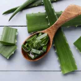  Herbs & Medicinal Plants