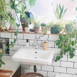 Plants for Bathroom