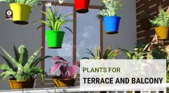 Plants for Terrace and Balcony