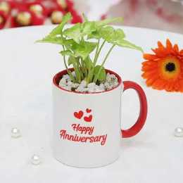 Anniversary Plants