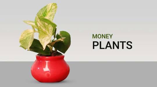 Money Plant