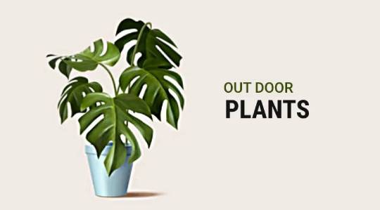 Money Plant