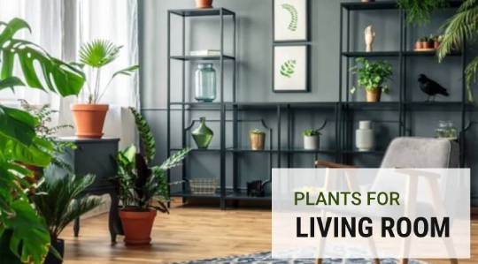 Plants for living room