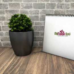 Plants for Office Desks