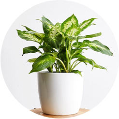 Online Plant Delivery