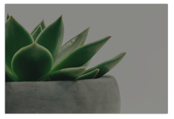 Rs. 50 Off on all Plants Rs. 50 Off on all Plants