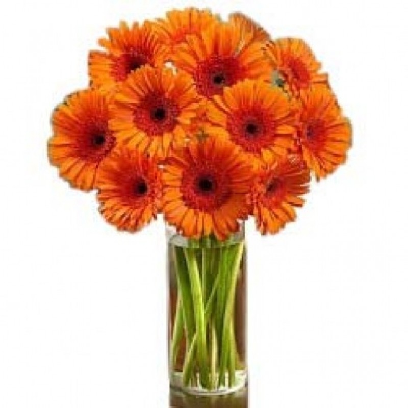 10 Orange Gerberas Bunch