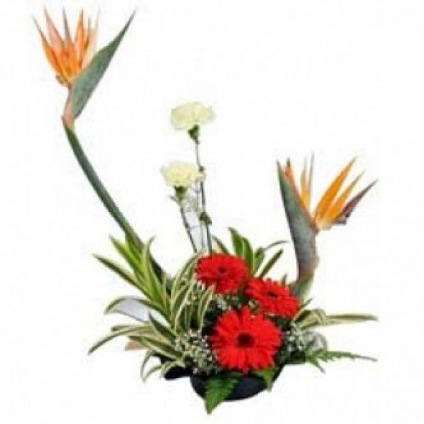 2 Bird of Paradise, 3 Red Gerberas and 2 White Carnations arranged in a Basket
