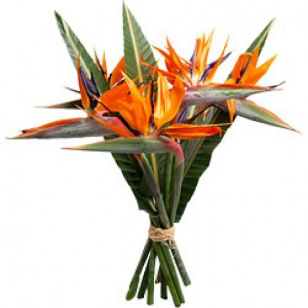 An arrangement of 6 Orange Bird of Paradise flowers