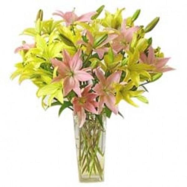 12 Asiatic Lilies (Yellow and Pink) wrapped in Cellophane