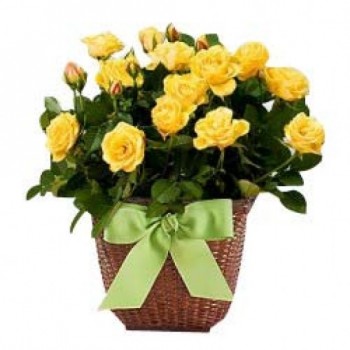 20 Yellow Roses arranged in a Basket