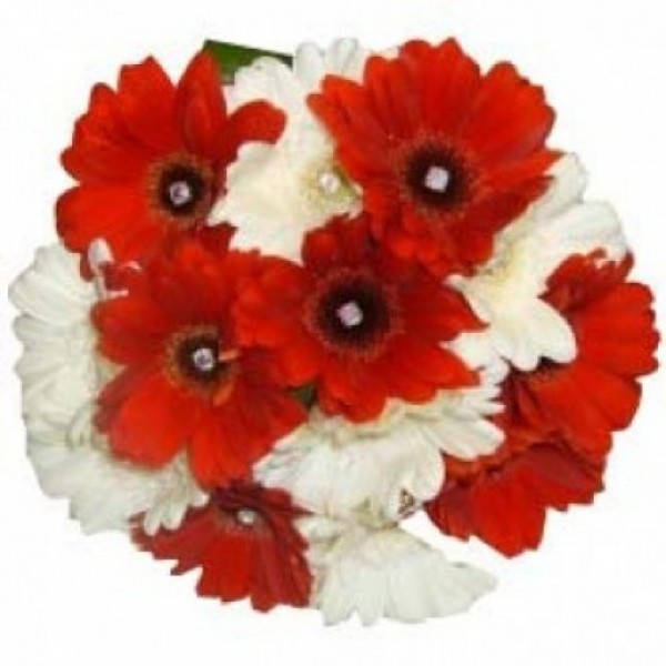 12 Red and White Gerberas in special paper