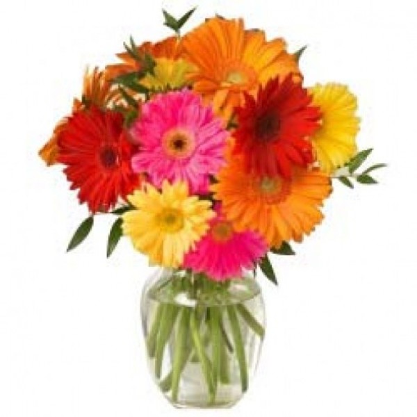 12 Colourful Gerberas in a glass vase