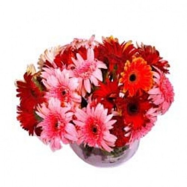15 Red and Pink Gerberas in a Glass Vase
