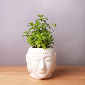One Mint Plant in Buddha Face Pot (Pudhina)