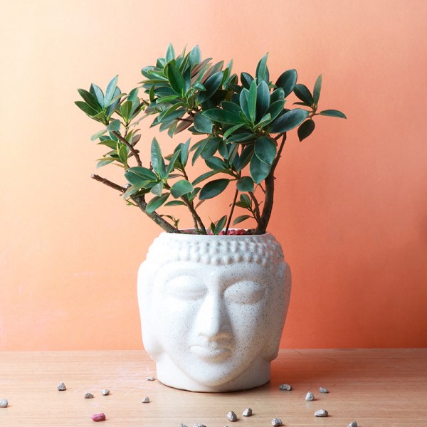 One Bonsai Plant in a Buddha Face Pot