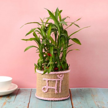 2 Layer Lucky Bamboo Plant in Glass Vase with Glass Vase wrapped with jute packing and "Ma" written with pink rafia