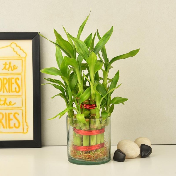 1 Two Layer Lucky Bamboo Plant