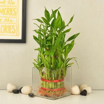 3 layer lucky bamboo in a glass vase