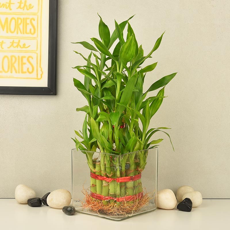 3 Layered Lucky Bamboo Trivia