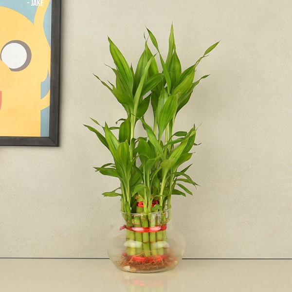 2 layer lucky bamboo in round glass vase