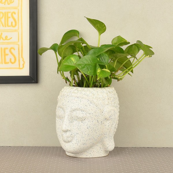 Money Plant in Designer Pot for Indoor