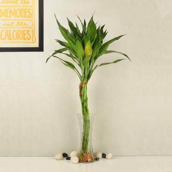 Braided Lucky Bamboo in a Glass Vase