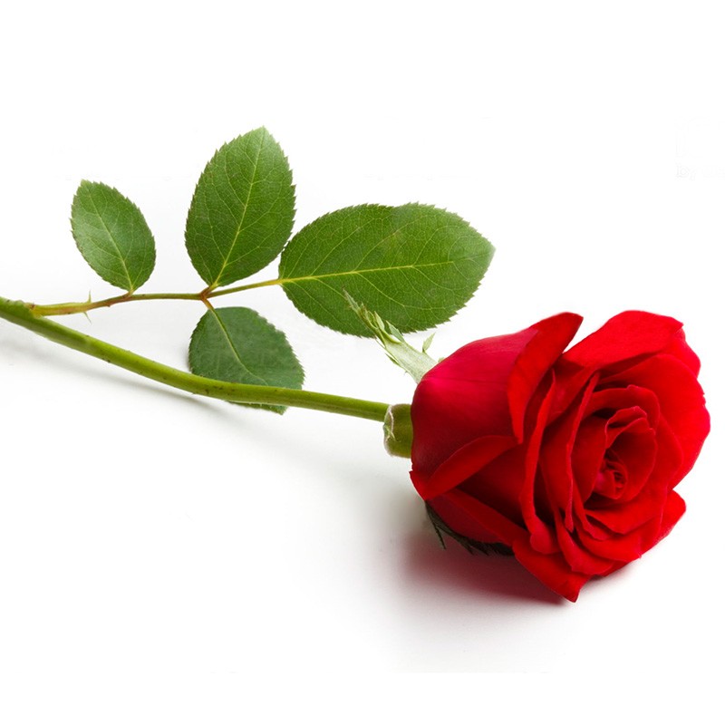 Single Red Rose - MyFlowerTree