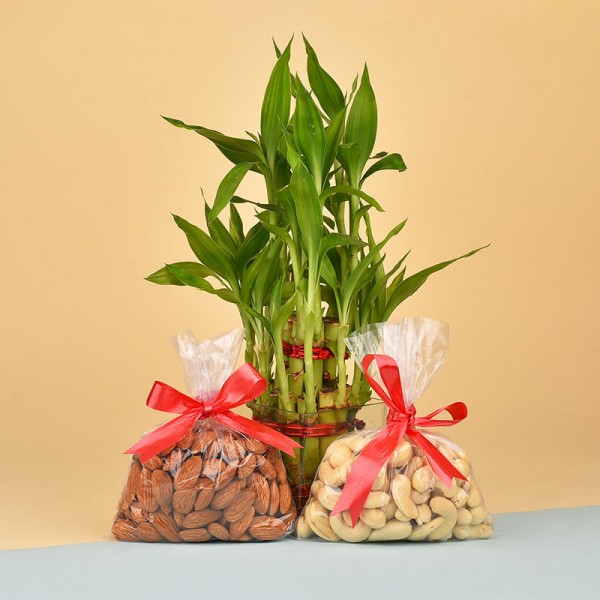 Almonds (100 gms) and Cashew Nuts (100 gms) with 2 Layer Lucky Bamboo Plant