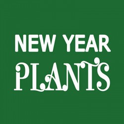Buy New Year Plants Online