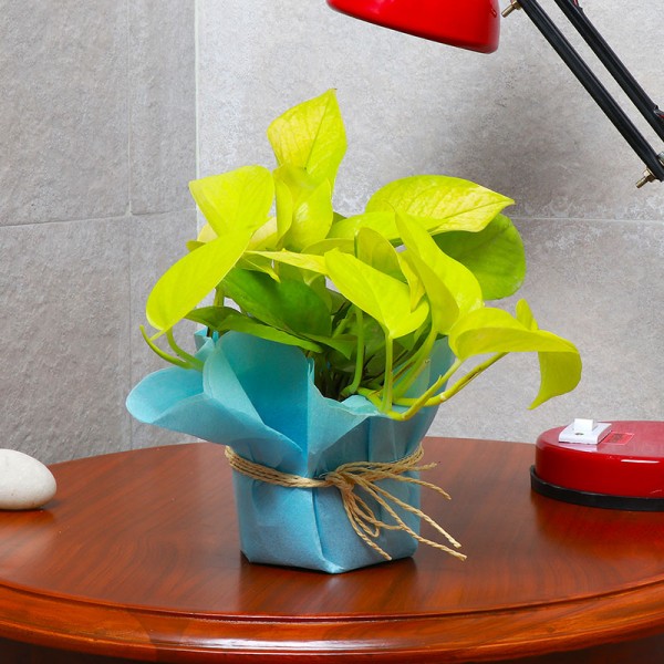 One Money Plant in a Pot Wrapped with Blue Tissue Paper 