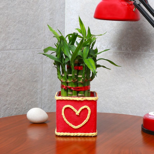 One Two Layer Lucky Bamboo decorated with Paper Packing and "Heart Shape" Design on it